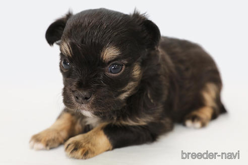 成約済の神奈川県のチワワ(ロングコート)-183696の5枚目